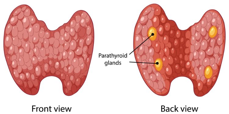 Article: Outcomes of Differentiated Thyroid Cancer Patients Treated with Surgery and Radioactive Iodine at SQCCCRC